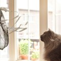 Smeta li uključena klima mačkama u kući? Evo šta kažu veterinari