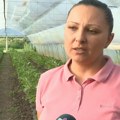 U Čeneju i dalje "nikne kaput", ali uz mnogo znoja - priča o organskoj proizvodnji porodice Kuzmanović