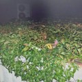 U dvorištu Filozofskog fakulteta pronađeno 170 grama materije za koju se sumnja da je marihuana