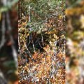 (Video) Opasan susret oči u oči na Tari! Šumska zver na par metara od ljudi, i skroz ih je iskulirala