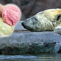 Medvedima daju "sladolede" kako bi se rashladili usled visokih temperatura