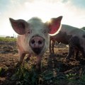 U Srbiji od početka epidemije afričke kuge svinja eutanazirane 78.244 svinje