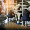 Samo na jednom mestu u Srbiji se dobija organsko mleko: Vlasnik čekao sertifikat 2 godine, a računica je jasna