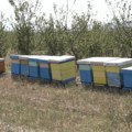 Počela isplata subvencija po košnici