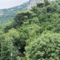 (Фото) наша глумица (37) има кућу усред шуме: Ту је пронашла мир: "Мој летњи дом"