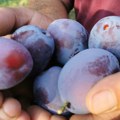 Katastrofa u voćnjacima Šumadije: Uništeno 90 odsto roda, cene na pijacama nikad više
