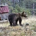 Šok video! Kamere snimile medveda kod Vrnačke Banje, lovci upozoravaju na oprez!