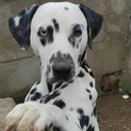 Odbacili su ga jer je gluv i jer su dobili drugo dete, sad ovaj prelepi pas traži drugu kuću: "Dana jednog nema bez gadosti"…