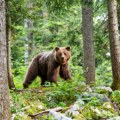 Raste broj napada medveda: Evo kako planiraju da reše problem