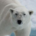 Ogrlice sa kamerama otkrile nepoznate navike polarnih medveda: Evo kako preživljavaju na -30 stepeni