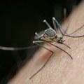 U Holandiji zabeležen prvi smrtni slučaj od virusa Zapadnog Nila