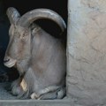 Građani Niša viđaju ovna sa afričkog podneblja: Niko ne zna kako je tu dospeo