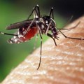 Tretmani protiv komaraca iz vazduha i sa zemlje