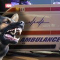 Užas u Novom Pazaru: Razjareni čopor pasa izujedao dete (5) - mališan u kritičnom stanju! Njegov brat izgrižen po celom…