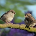 Vrabaca je sve manje: Kako im možemo pomoći