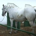 Užas kod Čačka, pastuv usmrtio domaćina Starac je godinama gajio životinje, a konj je bio mirne naravi