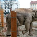 Otkriveno kada stižu novi slonovi u Beo zoo vrt: Sve će izgledati drugačije