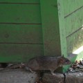 Užas! Pacovi izujedali brata i sestru Bebe bliznakinje pronađeni krvave sa dubokim ranama: Glodari ih ujedali po glavi, licu…