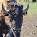 FOTO: Fruškogorski bizon pobegao od kuće, upućen apel građanima