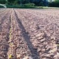 Za noć „sliste“ pola njive: Jata vrana u Pomoravlju uništavaju tek proklijali kukuruz (foto)