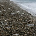 Misteriozna stvorenja isplivala na Adi: Deca vrište kad ih ugledaju, a evo da li su opasna