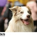 Održan drugi po redu festival pasa svih rasa “Ulični psi” na Kalemegdanu