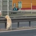 "Gospode Bože" Sa psom u rukama prelazi auto-put kod Mostarske petlje, kola samo šibaju! Svi se čude, a ona je odmah…