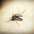 Dve Amerike u problemu Denga groznica hara kontinentima