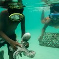 Pola života provedu pod vodom, a mogu da zadrže dah 13 minuta: Upoznajte "ljude-ribe" iz Indonezije