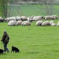 Mlekari i stočari traže hitan sastanak sa ministrom poljoprivrede