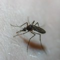 U Beogradu sutra akcija suzbijanja komaraca i krpelja na više lokacija