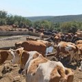 Cisterne sa vodom stigle na Suvu planinu: Hiljade grla stoke bez vode danima