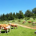 Stigle cisterne sa vodom za više od hiljadu krava i konja na Suvoj planini