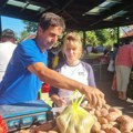 Taraški Krompir stigao na pijace Nema mu ravnog - ko ga jednom proba, drugi i ne kupuje