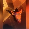 Ostavili svinjske Glave ispred džamija: Teške provokacije na verskoj osnovi u Parizu - Na jednoj napisano Makronovo ime