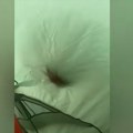 Proveli su noć u šatoru, a onda su ih probudili čudni zvuci: Kad su izašli, imali su šta i da vide