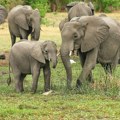 Četvoro ljudi stradalo u napadima slonova u Keniji, izbili protesti