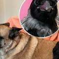 Jelica u parku jedina šeta ove ljubimce: Vrana Kaito i pas Moli su najbolji prijatelji, žive kao brat i sestra