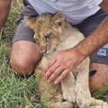 Mladunče lava šetalo po putu u Subotici