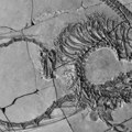 „Vanzemaljac“ u kamenu – u Kini otkriven potpuni fosil „zmaja“ star 240 miliona godina