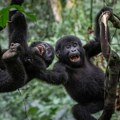 Животиње и наука: Зашто су мајмуни, пси, коњи и пацови развили смисао за хумор