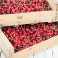 Kolika je zaista zarada od višnje? Ova voćka Srbiji lane donela skoro 59 miliona evra, kakav je izvoz ove godine?