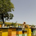 Šta je razlog masovnog pomora pčela u Srbiji: Suša i pesticidi desetkovali medonosne pčele