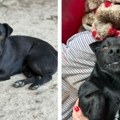 Miki traži svoju porodicu i dom – Ne kupuj, udomi za ljubav