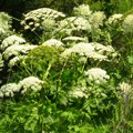 Pavkov: Autohtona invazivna vrsta "heracleum sosnowskyi" biće uništena na Kovilovu