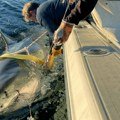 Otkrivena najveća bela ajkula ikada u atlantiku! Dugačka je 4,3 metara i teška čak 750 KG, a viđena je kod popularnog…