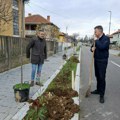Nastavlja se jesenja sadnja: Ulica 46. divizije dobila drvored japanske trešnje