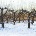 Posledice lošeg vremena na poljoprivredu: Da li su voćnjaci preživeli sneg