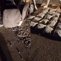 Pala dilerska trojka u Obrenovcu! Operativci iz Novog Sada ih uhvatili na delu sa 60 kilograma marihuane: Uhapšeni u trenutku…