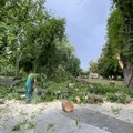 Stabla padala na sve strane po Beogradu: Superćelijska oluja ostavila haos na ulicama, "Zelenilo" čistilo polomljeno drveće…